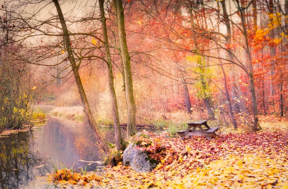 In Autumn’s Quiet Symphony, Red Beans and Rice Play a Resilient Tune
